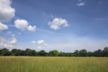 Parkta ekilmemiş tarla