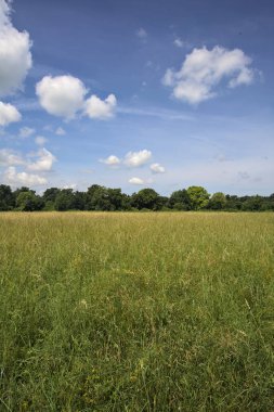 Parkta ekilmemiş tarla