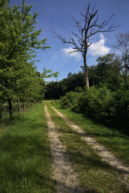 Güneşli bir günde parkta yol