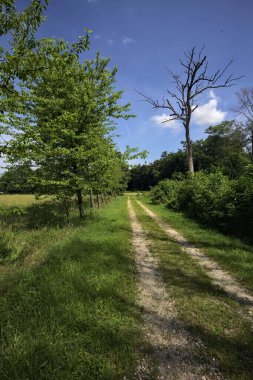 Güneşli bir günde parkta yol
