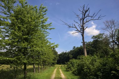 Güneşli bir günde parkta yol