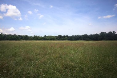 Parkta ekilmemiş tarla