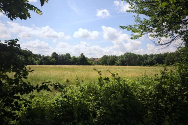 Güneşli bir günde parkta ekilmemiş bir tarla.