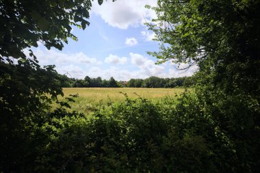 Güneşli bir günde parkta ekilmemiş bir tarla.