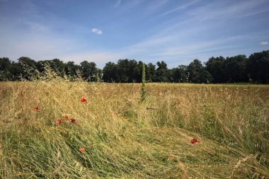Parkta haşhaş tarlası