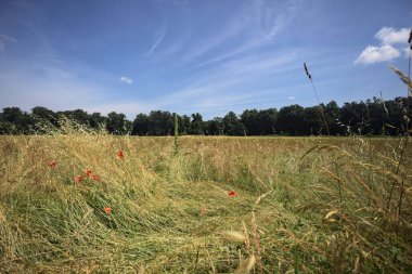 Parkta haşhaş tarlası