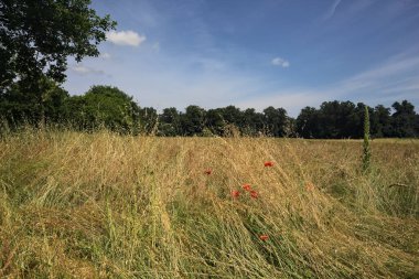 Parkta haşhaş tarlası