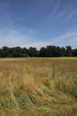 Parkta haşhaş tarlası