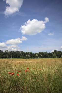 Parkta haşhaş tarlası