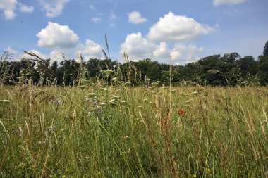 Güneşli bir günde ekilmemiş tarla