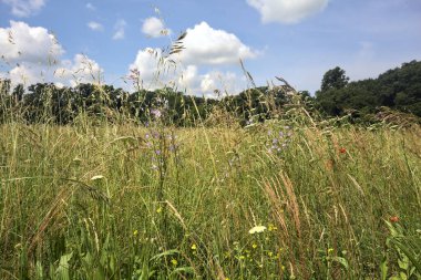 Güneşli bir günde ekilmemiş tarla