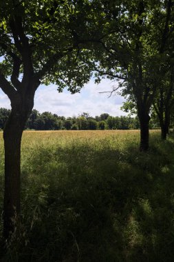 Güneşli bir günde parkta ekilmemiş bir tarla.