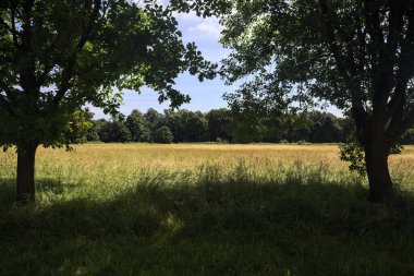 Güneşli bir günde parkta ekilmemiş bir tarla.