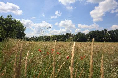 Parkta haşhaş tarlası