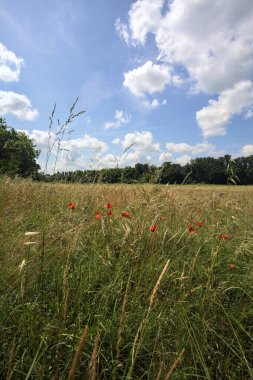 Parkta haşhaş tarlası