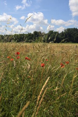 Parkta haşhaş tarlası