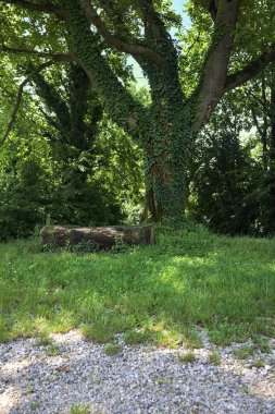 Kavak ağacının altında bir bank gibi kütük