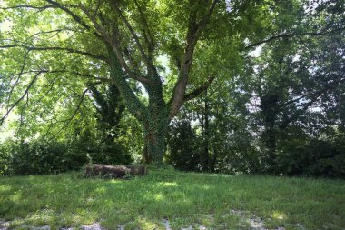 Kavak ağacının altında bir bank gibi kütük