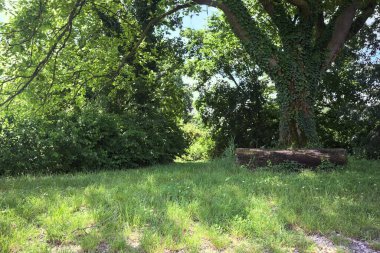 Kavak ağacının altında bir bank gibi kütük