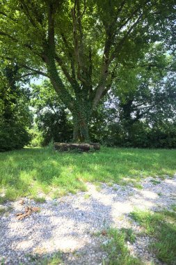 Kavak ağacının altında bir bank gibi kütük