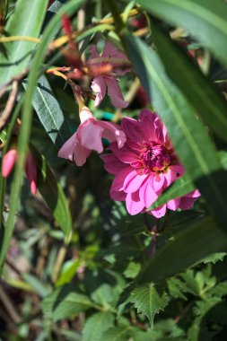 Çiçekli pembe yıldız çiçeği Yakından bakınca