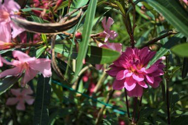 Çiçekli pembe yıldız çiçeği Yakından bakınca