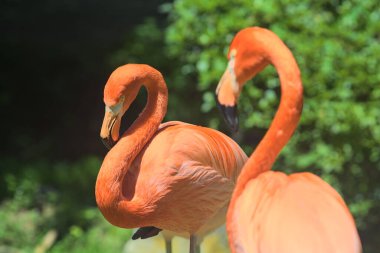 Flamingo yakından görüldü