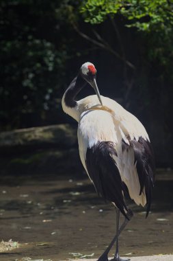 Hayvanat bahçesindeki bir Japon vinci