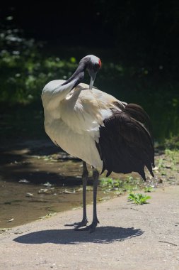 Hayvanat bahçesindeki bir Japon vinci