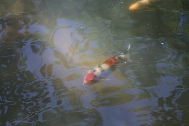 Gölde sazan balığı.