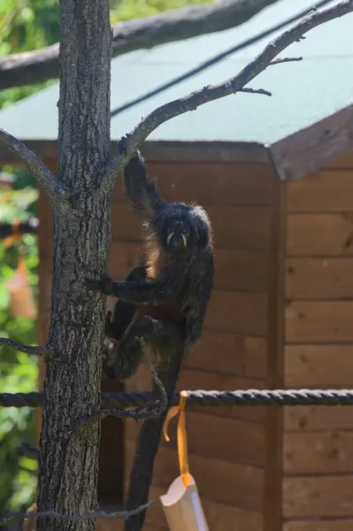 stock image White faced saki in a zoo enclosure