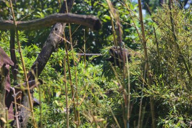 Hayvanat bahçesindeki beyaz yüzlü saki.