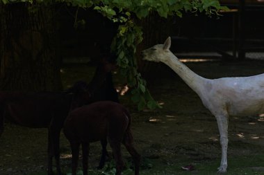 Bir ağacın yapraklarını yiyen alpakalar.