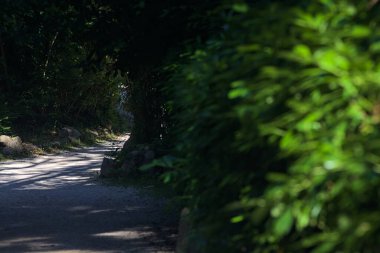 Ağaçlarla çevrili çakıl yolu