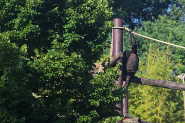 Şempanzeler bir yapıda oturuyorlar.