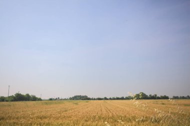 Ufuk çizgisine uzanan buğday tarlası
