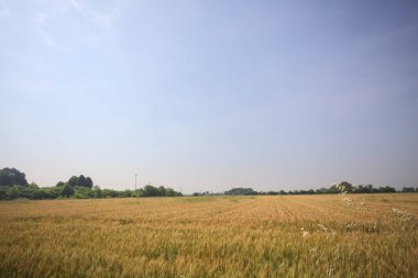 Ufuk çizgisine uzanan buğday tarlası