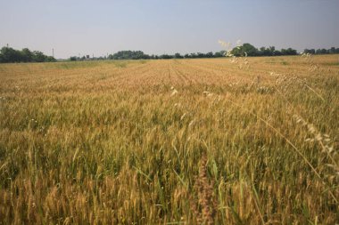 Ufuk çizgisine uzanan buğday tarlası