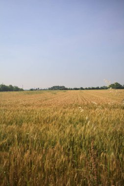 Ufuk çizgisine uzanan buğday tarlası