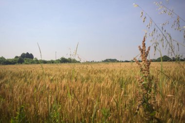 Ufuk çizgisine uzanan buğday tarlası