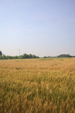 Ufuk çizgisine uzanan buğday tarlası