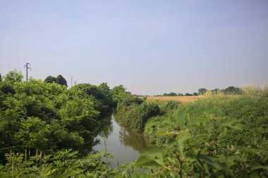 Güneşli bir günde, ağaçların ortasında bir dere.