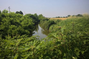 Güneşli bir günde, ağaçların ortasında bir dere.
