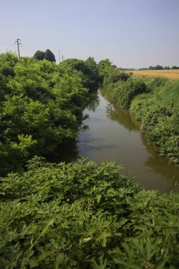 Güneşli bir günde, ağaçların ortasında bir dere.