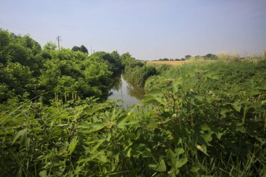 Güneşli bir günde, ağaçların ortasında bir dere.