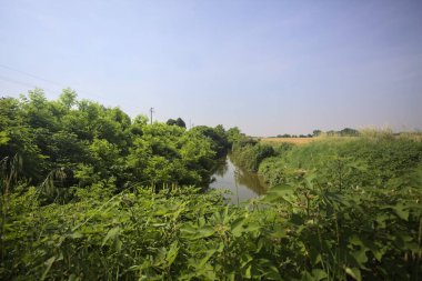 Güneşli bir günde, ağaçların ortasında bir dere.