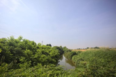 Güneşli bir günde, ağaçların ortasında bir dere.