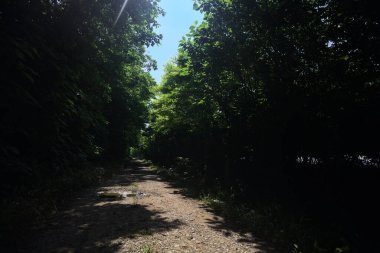 Güneşli bir günde bir korulukta toprak yol