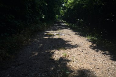 Güneşli bir günde bir korulukta toprak yol