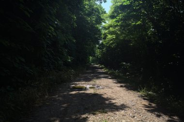 Güneşli bir günde bir korulukta toprak yol